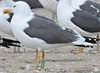 ad LBBG in Januari-April, ringed in the Netherlands. (76807 bytes)